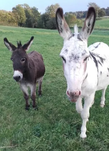 Prázdninový dům Maison Ensoleillee - Gesnes-le-Gandelin